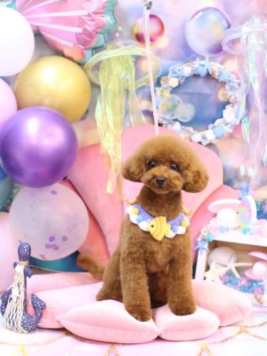 20240824モコちゃん